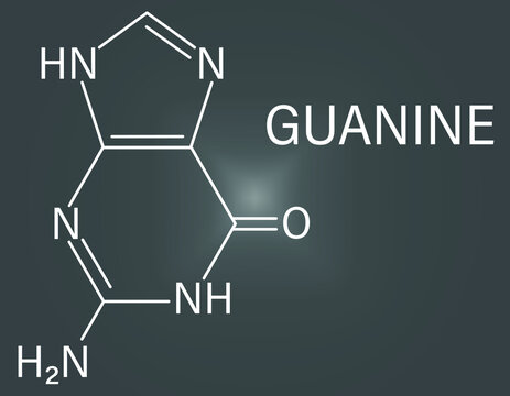 Guanine (G) purine nucleobase molecule. Base present in DNA and RNA. Skeletal formula.