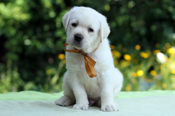 a sweet nice yellow labrador puppy on the green background