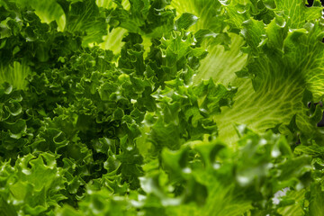 Close em folhas verdes e frescas de alface.