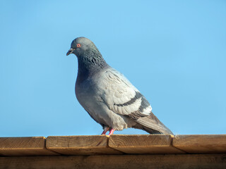 Dove is sitting on a wooden roof against a blue sky.