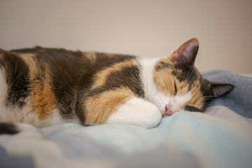 cat sleeping on the bed