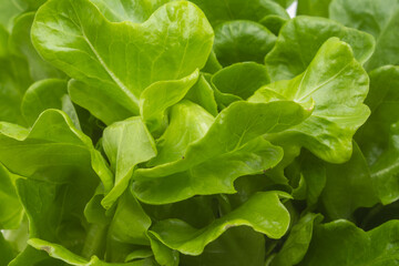 Close em folhas verdes e frescas de alface.
