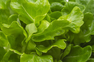 Close em folhas verdes e frescas de alface.
