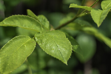 Close-up shot of a green leaves of a plant with small waterdrops on them on a blurred background