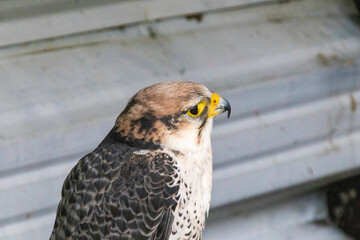 Greifvogel, Vogel

