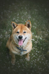 Lächelnder Shiba Inu in einer Blumenwiese 