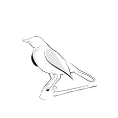 bird icon logo design outline