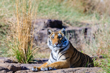 a tiger posing for the camera