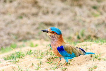portrait  a indian roller  walking land