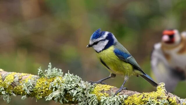 Eurasian Blue Tit ( Cyanistes Caeruleus )