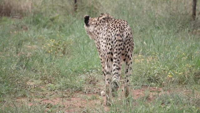 cheetah South Africa, Namibia. Slow motion