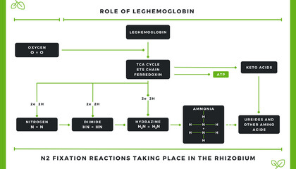 Nitrogen Fixation - N2 Fixation In Rhizobium (Role Of Leghemoglobin)