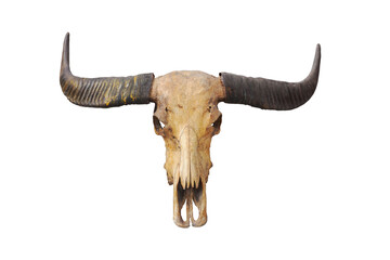 Skull, dead buffalo, skull, old, black, horn, isolated from the background clipingpart