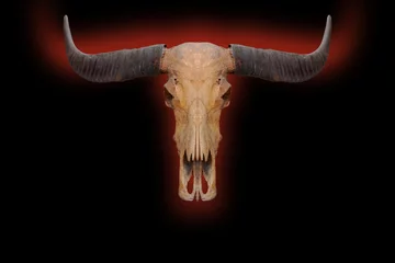 Foto op Canvas Skull, dead buffalo, skull, old, black, horn, isolated from the background clipingpart © chalermphon