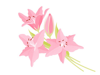 Flower background with pink beautiful lilies. Lilly vector illustration