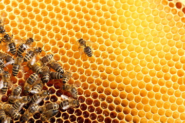 Honigbiene auf der Wabe - 495698633
