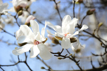 blossom in spring