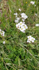 Fleurs des champs de bords de chemins