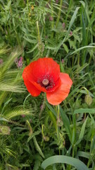 Fleurs des champs de bords de chemins