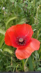 Fleurs des champs de bords de chemins