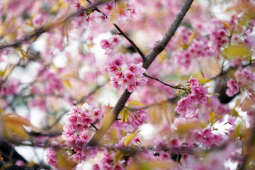 花が咲いている大寒桜の枝