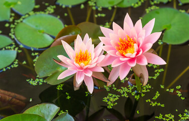 Pink lotus flowers bloom beautifully in the lotus pond. with green duckweed floating on the water surface.
