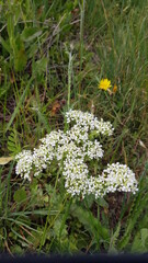 Fleurs des champs de bords de chemins
