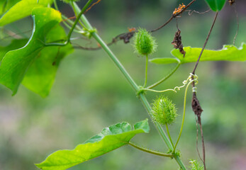 Stinking Passion Flower(Passiflora foetida), a soft-bodied vine with soft green fruit that grows on the vine. on a blurry nature background.