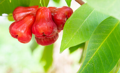 Rose apple, bright red fruit on a tree in a garden, Thailand, on a blurry natural background.