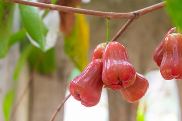 Rose apple, bright red fruit on a tree in a garden, Thailand, on a blurry natural background.