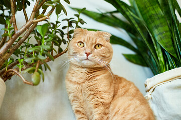 Ginger cat sitting near a green potted house plants pots at home, Growing indoor plants, beautiful animal, love pets..