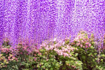 藤の花　Wisteria flowers