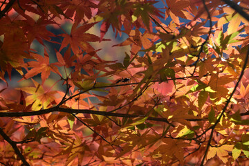 紅葉
