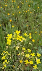 Fleurs des champs de bords de chemins
