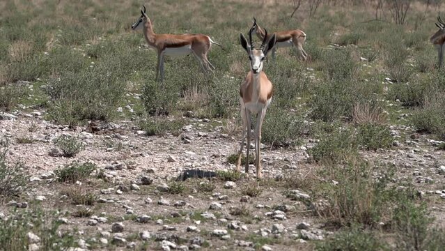 herd of springboks