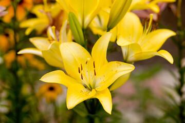Garden flower yellow lily macro photography on a summer day. Garden lily close-up garden photo. Asian Lily yellow county