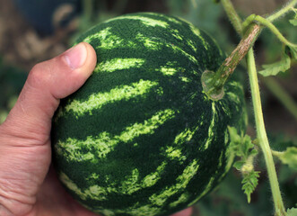 small watermelon in hand, in the garden