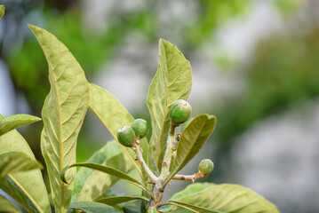 Young fruits of Japanese Loquat, Eriobotrya japonica, on the branch
