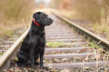 Black Labrador sitting on the railroad selektive focus