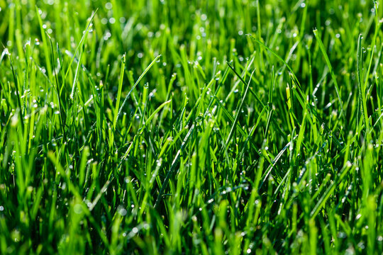 Close-up of green grass with sun sparkling dew drops.