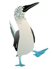 Gannet bird with a blue foot. Flat vector booby solan illustration figure