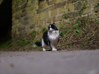Obraz premium The sweet night wandering cat