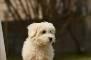 Portrait d'un bébé chiot coton de tulear dans un parc