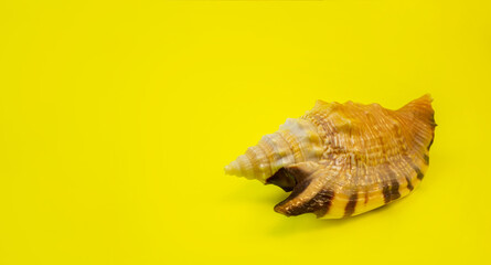 A shell on a dark background. Macro photography.
Close-up concept, background, design.
