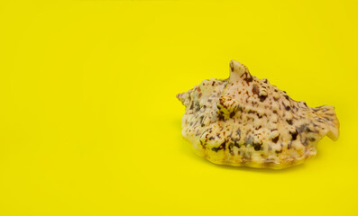 A shell on a dark background. Macro photography.
Close-up concept, background, design.
