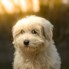 Bébé chien femelle coton de tulear