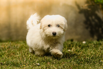 Bébé chien femelle coton de tulear