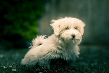 Bébé chien femelle coton de tulear