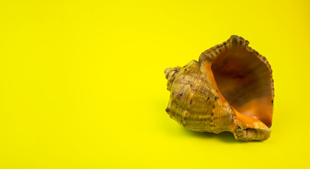 A shell on a dark background. Macro photography.
Close-up concept, background, design.