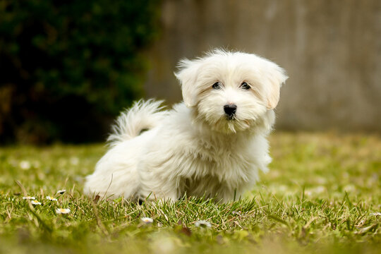 B&eacute;b&eacute; chien femelle coton de tulear